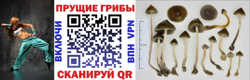 Галлюциногенные грибы MAGIC MUSHROOMS  Новочебоксарск 